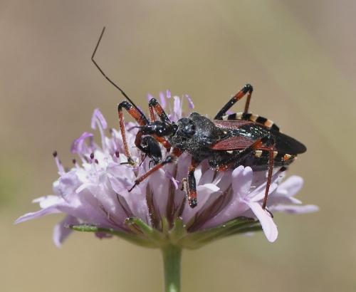 Rhynocoris sp.